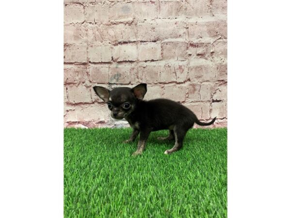 Chihuahua-DOG-Female-Black-24285-Petland Lake St. Louis & Fenton, MO
