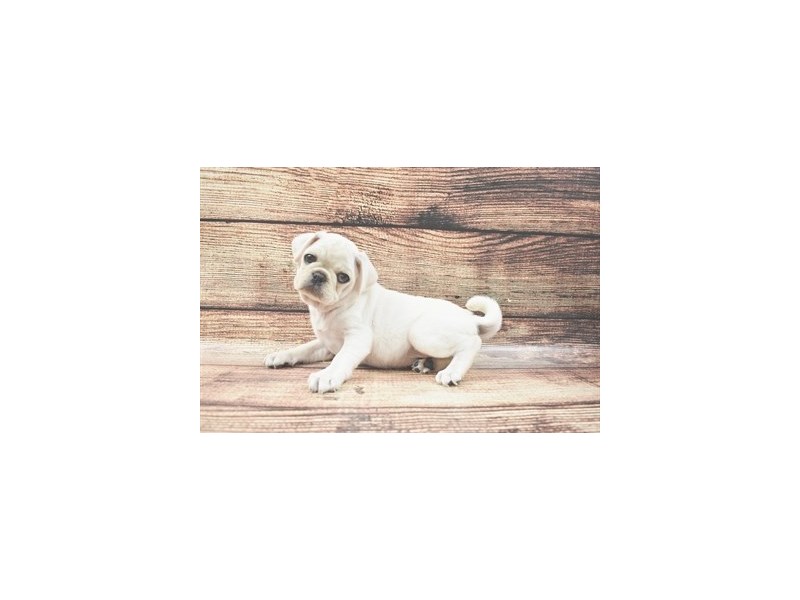 Pug Puppy Silver Fawn ID:24296 Located at Petland Lake St. Louis