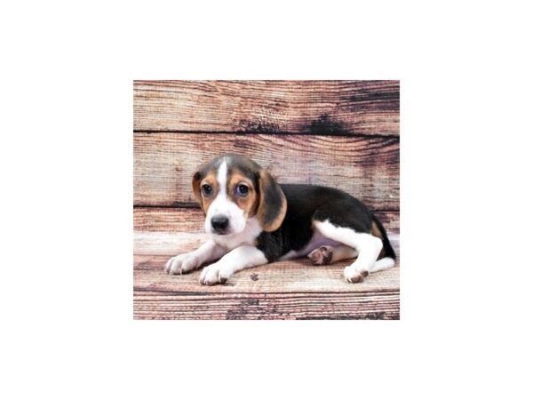 Beagle-DOG-Female-Black White and Tan-24294-Petland Lake St. Louis & Fenton, MO