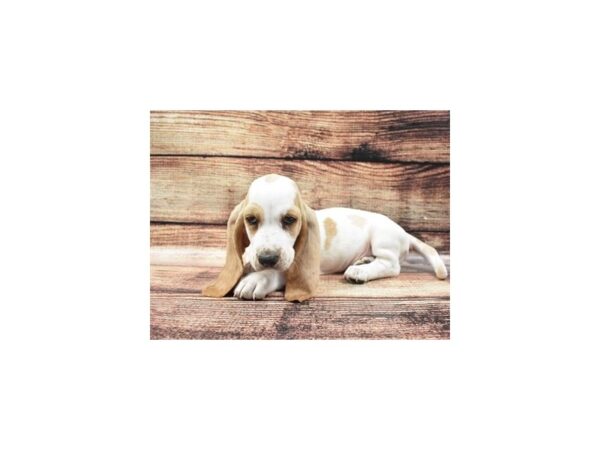 Basset Hound-DOG-Male-Lemon and White-24293-Petland Lake St. Louis & Fenton, MO