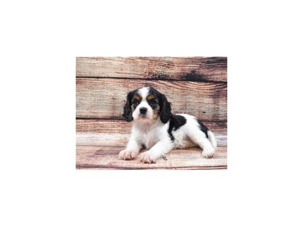 Cavalier King Charles Spaniel-DOG-Male-Black and White-24295-Petland Lake St. Louis & Fenton, MO