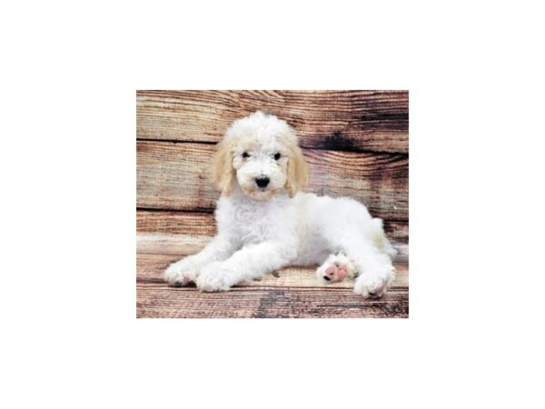 Standard Poodle-DOG-Female-Cream and White-24297-Petland Lake St. Louis & Fenton, MO