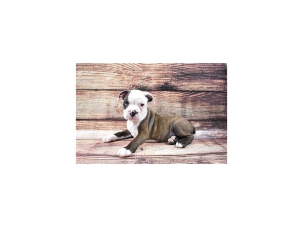 Victorian Bulldog-DOG-Female-Red Brindle-24314-Petland Lake St. Louis & Fenton, MO
