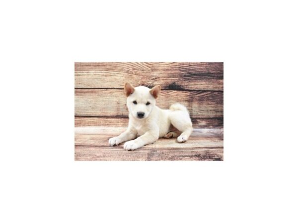 Shiba Inu-DOG-Male-Cream-24312-Petland Lake St. Louis & Fenton, MO