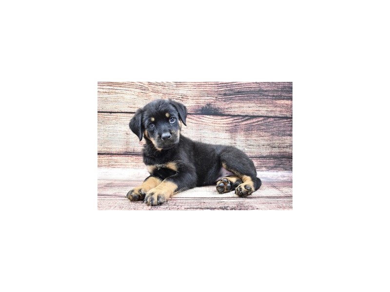 Rottweiler Puppy Black and Rust ID:24311 Located at Petland Lake St ...
