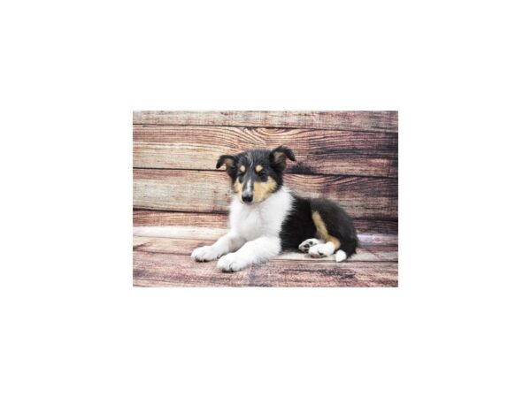 Collie-DOG-Male-Black White and Tan-24316-Petland Lake St. Louis & Fenton, MO