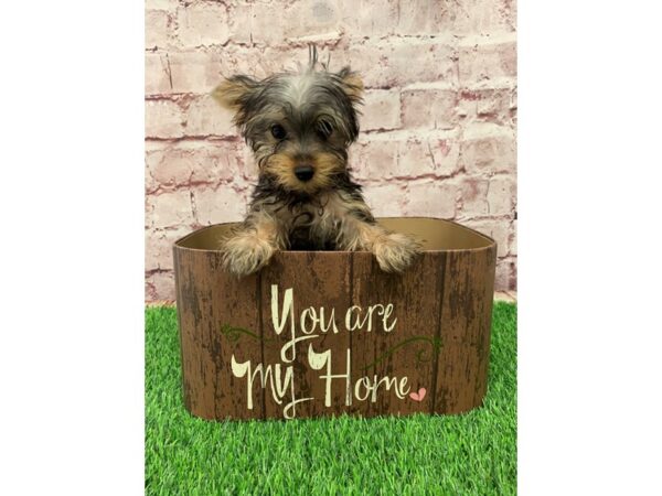 Yorkshire Terrier-DOG-Male-Black and Tan-24320-Petland Lake St. Louis & Fenton, MO