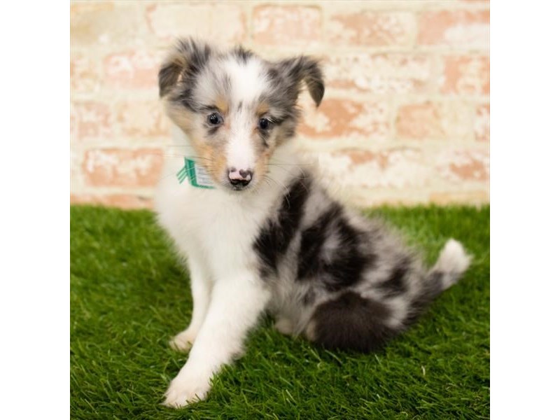 Shetland Sheepdog Puppy Blue Merle ID:24326 Located at Petland