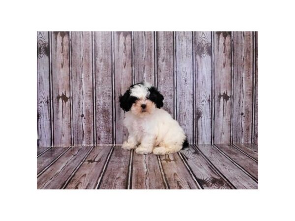 Shih-Poo-DOG-Female-White Black / Tan-24337-Petland Lake St. Louis & Fenton, MO
