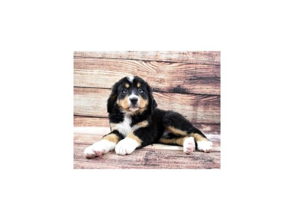 Bernese Mountain Dog-DOG-Female-Black Rust and White-24342-Petland Lake St. Louis & Fenton, MO
