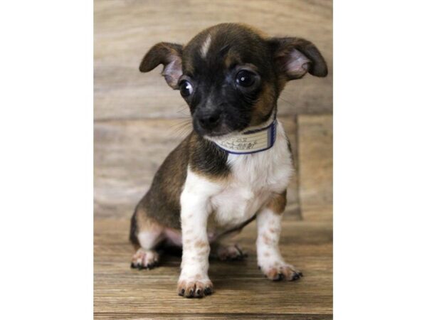 Chihuahua-DOG-Male-Black Sabled Fawn-24355-Petland Lake St. Louis & Fenton, MO