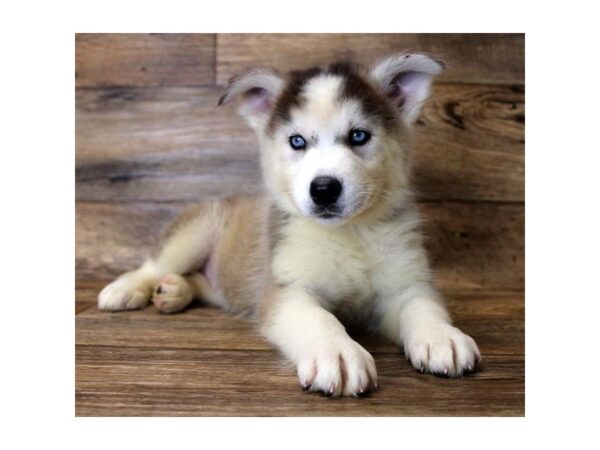 Siberian Husky-DOG-Male-Gray / White-24357-Petland Lake St. Louis & Fenton, MO