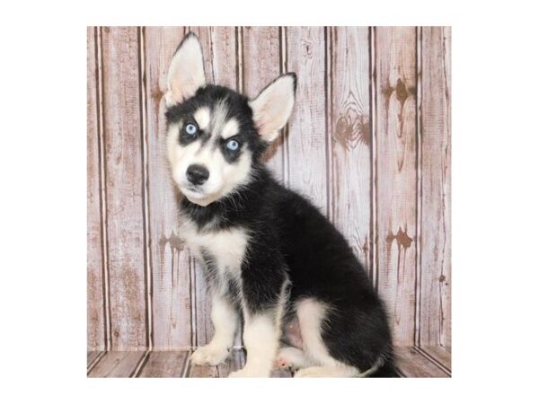 Siberian Husky-DOG-Male-Black / White-24385-Petland Lake St. Louis & Fenton, MO