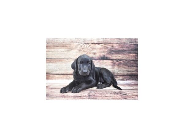 Labrador Retriever-DOG-Female-Black-24364-Petland Lake St. Louis & Fenton, MO