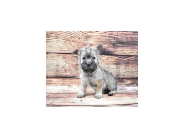 Cairn Terrier-DOG-Male-Grey Brindle-24362-Petland Lake St. Louis & Fenton, MO