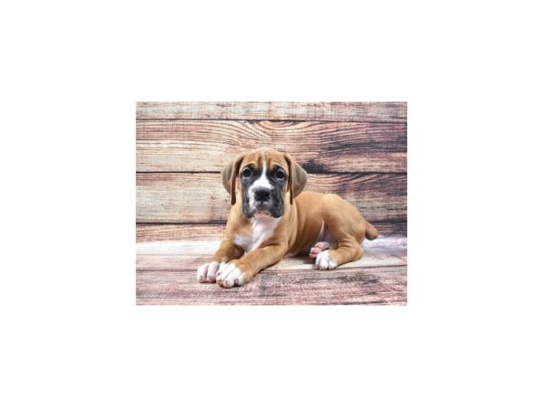 Boxer-DOG-Male-Fawn-24361-Petland Lake St. Louis & Fenton, MO