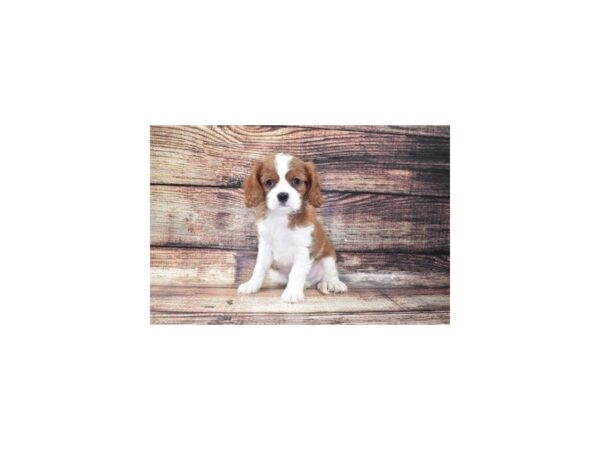 Cavalier King Charles Spaniel DOG Male Blenheim 24363 Petland Lake St. Louis & Fenton, MO