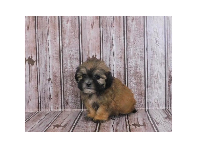 Shih Poo Puppy Gold ID:24386 Located at Petland Lake St. Louis