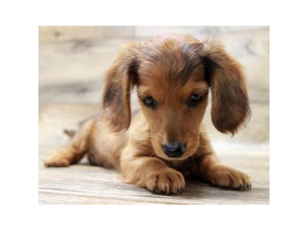 Dachshund-DOG-Male-Wild Boar-24388-Petland Lake St. Louis & Fenton, MO