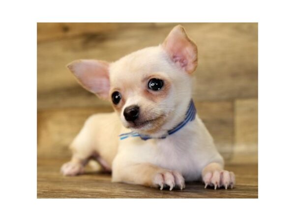 Chihuahua-DOG-Female-Cream-24387-Petland Lake St. Louis & Fenton, MO