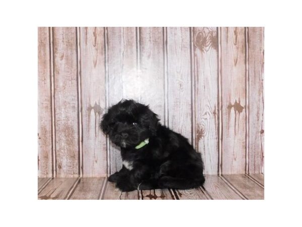 Havachon-DOG-Female-Black-24392-Petland Lake St. Louis & Fenton, MO
