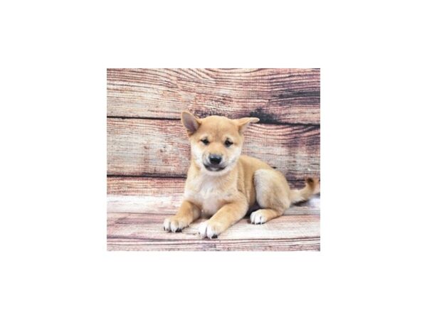 Shiba Inu-DOG-Male-Red-24396-Petland Lake St. Louis & Fenton, MO
