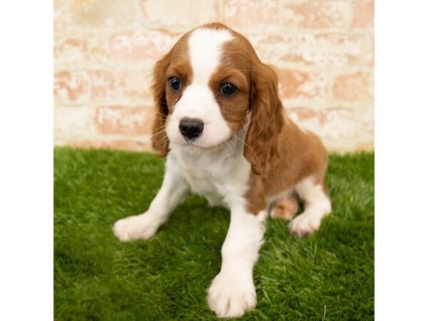 Cavalier King Charles Spaniel-DOG-Male-Blenheim-24410-Petland Lake St. Louis & Fenton, MO