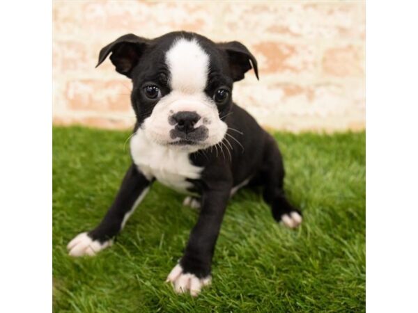 Boston Terrier-DOG-Male-Black / White-24409-Petland Lake St. Louis & Fenton, MO