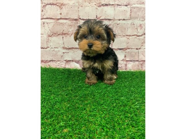 Yorkshire Terrier-DOG-Male-Black and Tan-24402-Petland Lake St. Louis & Fenton, MO