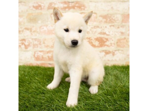 Shiba Inu-DOG-Female-Cream-24439-Petland Lake St. Louis & Fenton, MO
