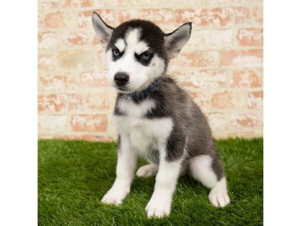 Siberian Husky-DOG-Female-Black / White-24441-Petland Lake St. Louis & Fenton, MO