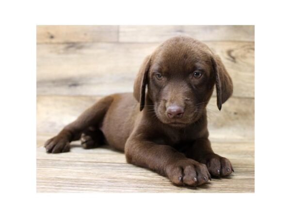 Labrador Retriever-DOG-Female-Chocolate-24448-Petland Lake St. Louis & Fenton, MO