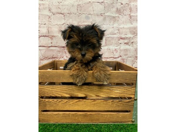 Yorkshire Terrier-DOG-Male-Black and Tan-24429-Petland Lake St. Louis & Fenton, MO