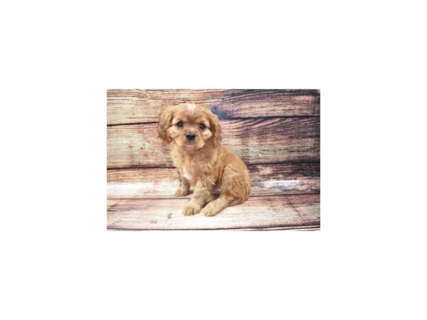 Cavalier King Charles Spaniel-DOG-Male-Ruby-24457-Petland Lake St. Louis & Fenton, MO