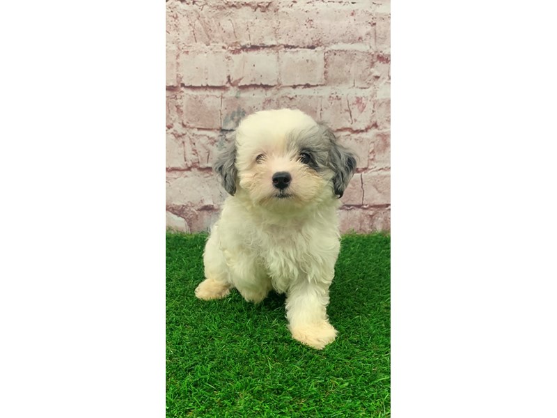 No.1647　chipooh Chipoo Puppy White & Silver Merle ID:24462 Located at Petland Lake
