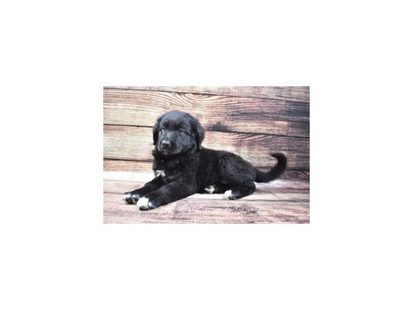 Aussiedor-DOG-Female-Black-24491-Petland Lake St. Louis & Fenton, MO