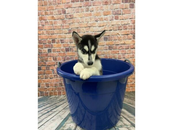 Siberian Husky-DOG-Male-Black / White-24480-Petland Lake St. Louis & Fenton, MO