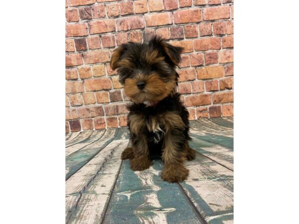 Yorkshire Terrier-DOG-Female-Black and Tan-24466-Petland Lake St. Louis & Fenton, MO