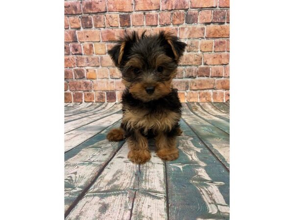 Yorkshire Terrier-DOG-Male-Black and Tan-24465-Petland Lake St. Louis & Fenton, MO