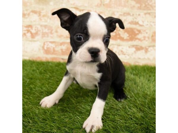 Boston Terrier-DOG-Female-Black / White-24497-Petland Lake St. Louis & Fenton, MO