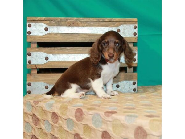 Dachshund-DOG-Female-Chocolate / Tan-24514-Petland Lake St. Louis & Fenton, MO