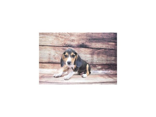 Beagle DOG Female Black Tan and White 24517 Petland Lake St. Louis & Fenton, MO