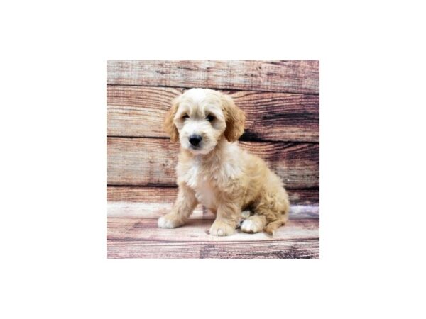 Mini Goldendoodle-DOG-Male-Golden-24523-Petland Lake St. Louis & Fenton, MO