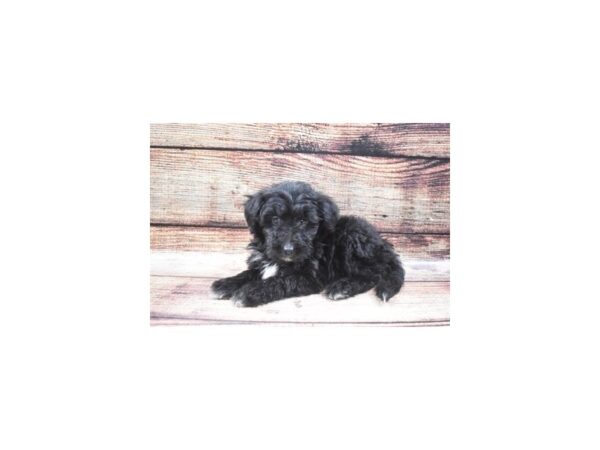 Sheltiepoo-DOG-Female-Black-24524-Petland Lake St. Louis & Fenton, MO