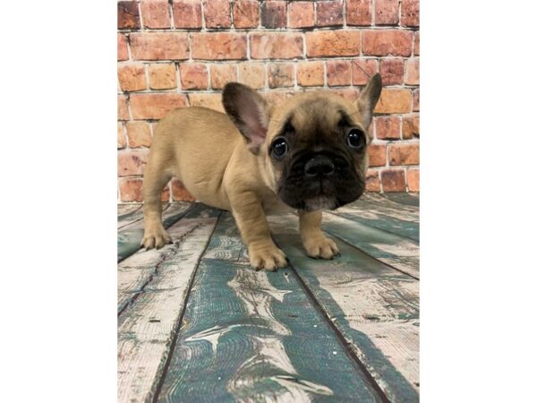 French Bulldog-DOG-Female-Fawn-24526-Petland Lake St. Louis & Fenton, MO