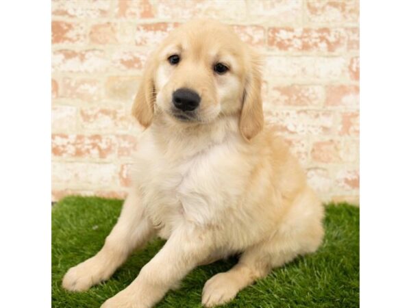 Golden Retriever-DOG-Female-Golden-24528-Petland Lake St. Louis & Fenton, MO