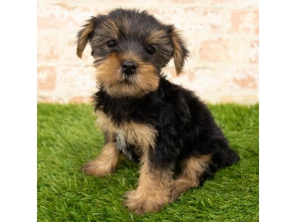 Yorkshire Terrier-DOG-Female-Black / Tan-24531-Petland Lake St. Louis & Fenton, MO