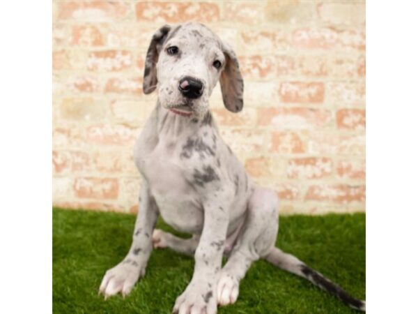 Great Dane-DOG-Female-Blue Merle-24529-Petland Lake St. Louis & Fenton, MO
