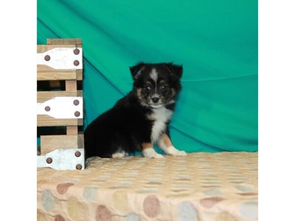 Toy Australian Shepherd-DOG-Female-Black-24537-Petland Lake St. Louis & Fenton, MO