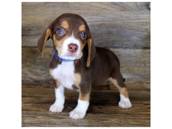 Beagle-DOG-Female-Chocolate / Tan-24544-Petland Lake St. Louis & Fenton, MO